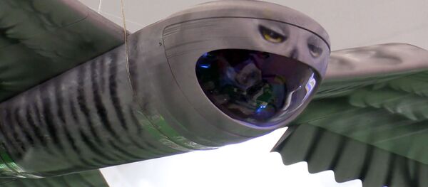 Drona - bufniță Drona - bufniță - Sputnik Moldova