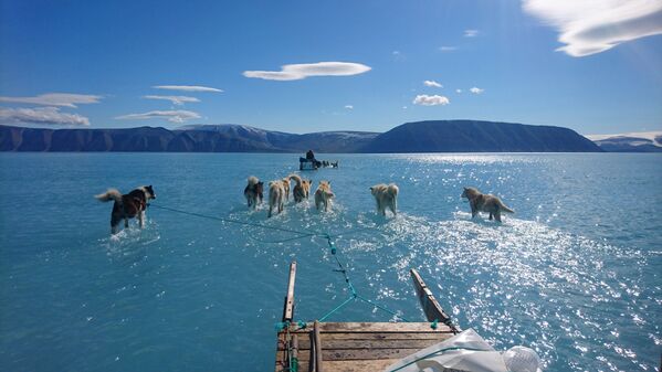 Ездовые собаки тянут сани по покрытому водой льду Гренландии - Sputnik Молдова
