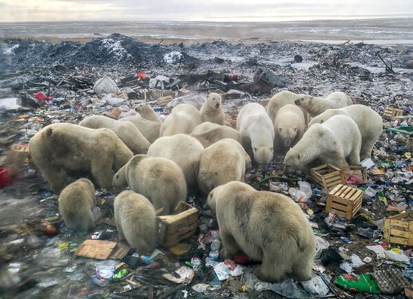 Белые медведи ищут еду на мусорной свалке недалеко от деревни Белушья Губа, архипелаг Новая Земля - Sputnik Молдова