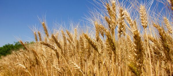 Сплав по Днестру Сплав по Днестру - Sputnik Moldova