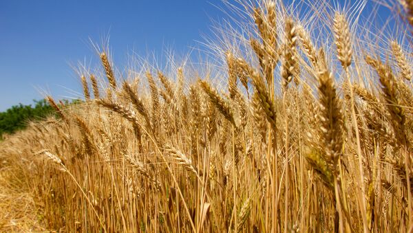 Пшеница, иллюстративное фото.  - Sputnik Молдова