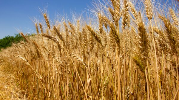 Пшеница.  - Sputnik Молдова