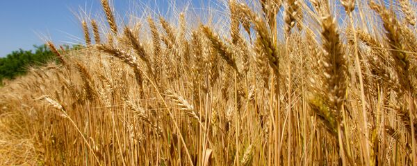 Пшеница, иллюстративное фото.  - Sputnik Молдова