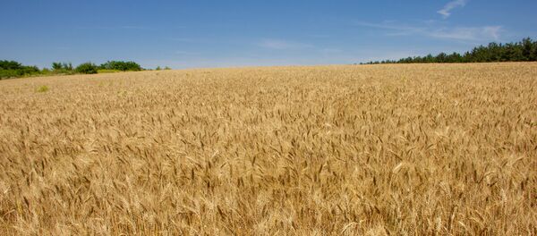 Сплав по Днестру - Sputnik Молдова