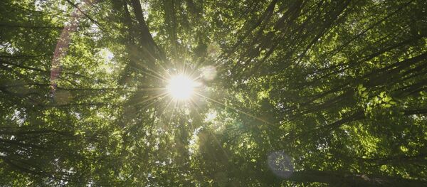 Заповедник Плаюл Фагулуй - Sputnik Молдова