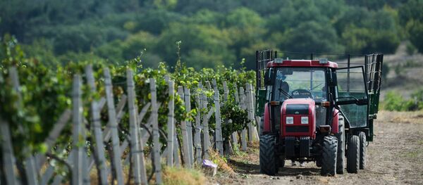 Сельское хозяйство. Сельское хозяйство. - Sputnik Молдова