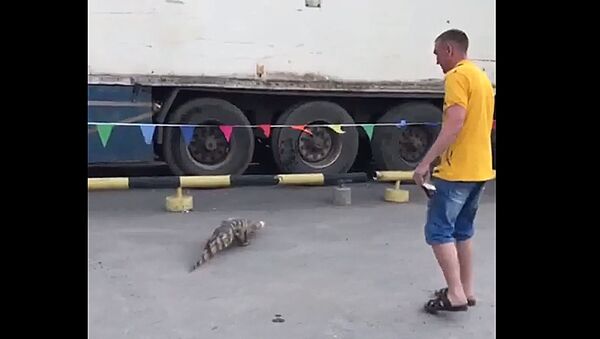 В Новосибирске из цирка сбежал крокодил - Sputnik Молдова