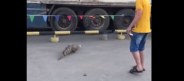 В Новосибирске из цирка сбежал крокодил - Sputnik Молдова