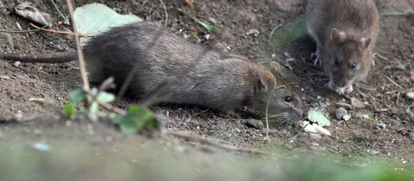 Șobolani - Sputnik Moldova-România