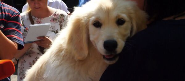 Vladimir Putin i-a dăruit un cățeluș „retriever” unui băiat care suferă de autism - Sputnik Moldova