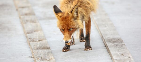 Лиса около Соловецкого монастыря Лиса около Соловецкого монастыря - Sputnik Молдова