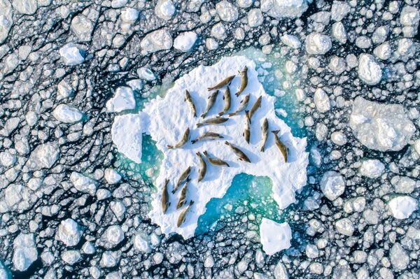 Снимок Crabeater Seals on Ice фотографа Florian Ledoux, занявший первое место в категории Wildlife конкурса Drone Awards 2019 - Sputnik Молдова