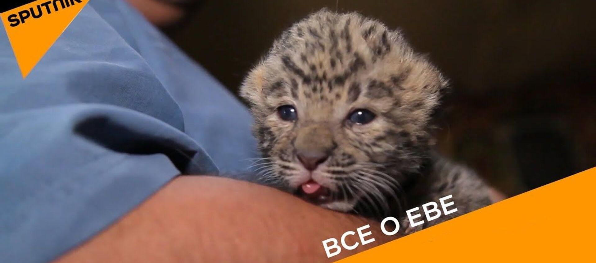 Челябинский ветеринар выходил новорожденного котенка леопарда – видео - Sputnik Молдова, 1920, 12.07.2019