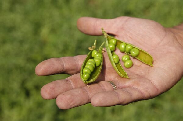 Для борьбы со стрессом есть эффективный натуральный продукт Для борьбы со стрессом есть эффективный натуральный продукт - Sputnik Молдова