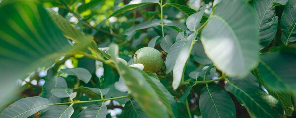 Грецкий орех Грецкий орех - Sputnik Moldova