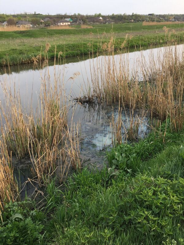 Ядовитая черная вода в Быке: почему погибает известная река Молдовы - фото Ядовитая черная вода в Быке: почему погибает известная река Молдовы - фото - Sputnik Молдова