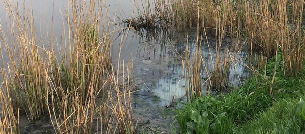 Râul Bâc lângă satul Bulboaca - Sputnik Moldova