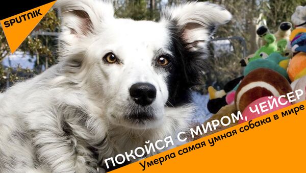 Умерла самая умная собака в мире - Sputnik Молдова