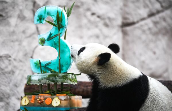 Панда Жуи во время празднования Дня рождения в Московском зоопарке - Sputnik Молдова