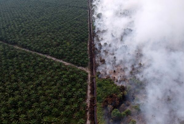 Вид с воздуха на лесной пожар рядом с плантацией масличной пальмы, Индонезия - Sputnik Молдова