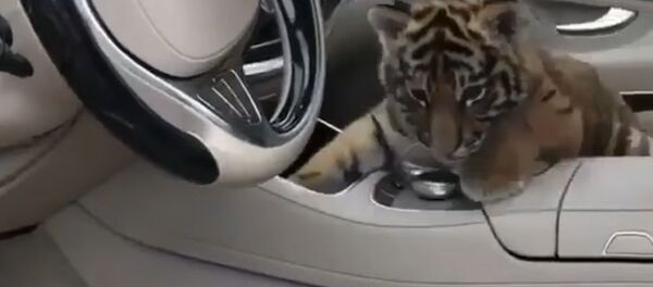 Тигр Тигр - Sputnik Молдова