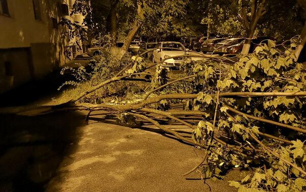 Дерево, поваленное ветром, в жилом дворе столичного сектора Буюканы - Sputnik Молдова