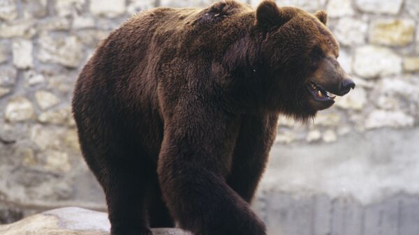 Бурый медведь - Sputnik Молдова