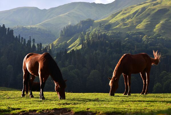 Лошади в Рицинском реликтовом национальном парке в Абхазии - Sputnik Moldova-România