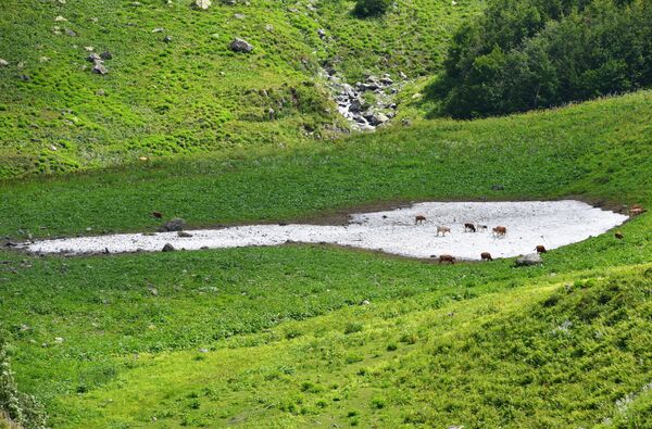 Коровы на горном пастбище в Абхазии - Sputnik Moldova-România