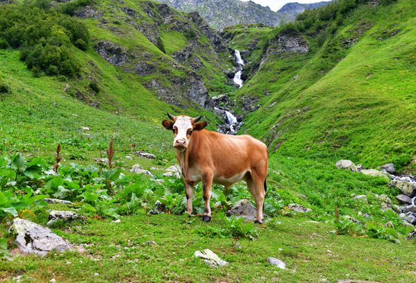 Корова в окрестностях Рицинского реликтового национального парка в Абхазии - Sputnik Moldova-România