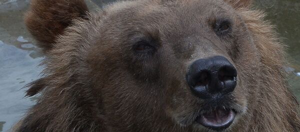 Бурый медведь Бурый медведь - Sputnik Молдова