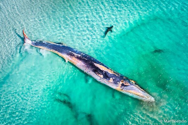 Снимок Fin Whale’s Demise фотографа Mat Beetson, победивший в конкурсе 2019 Australian Geographic Nature Photographer of the Year - Sputnik Молдова