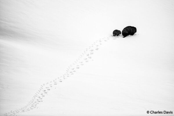 Снимок Big Step, Little Step фотографа Charles Davis, победивший в категории Portfolio конкурса 2019 Australian Geographic Nature Photographer of the Year - Sputnik Молдова