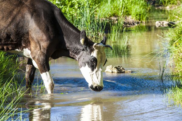 Корова переходит ручей в селе Вэратик - Sputnik Молдова