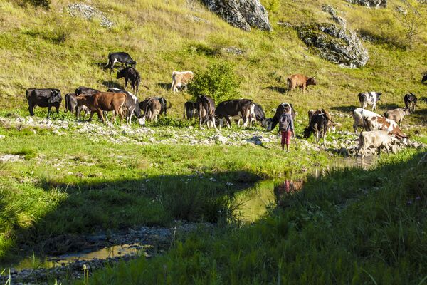Стадо коров с пастушкой у села Вэратик - Sputnik Молдова