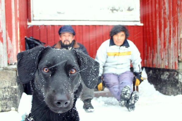 Черная собака на фоне дома и людей в Гренландии - Sputnik Moldova-România