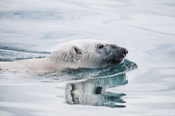 Плывущий белый медведь в Гренландии - Sputnik Moldova-România