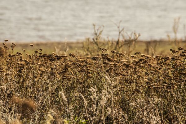 Аграрные трудности: в кабмине обсудили, как Молдова страдает от засухи Аграрные трудности: в кабмине обсудили, как Молдова страдает от засухи - Sputnik Молдова