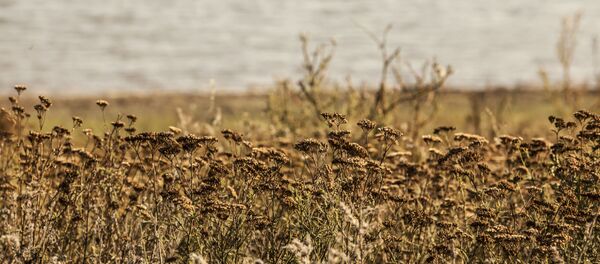 Сухая растительность на молдавском лугу - Sputnik Молдова