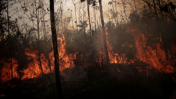 forêt amazonienne en flammes, Porto Velho, Brésil, le 23 août 2019. - Sputnik Moldova-România