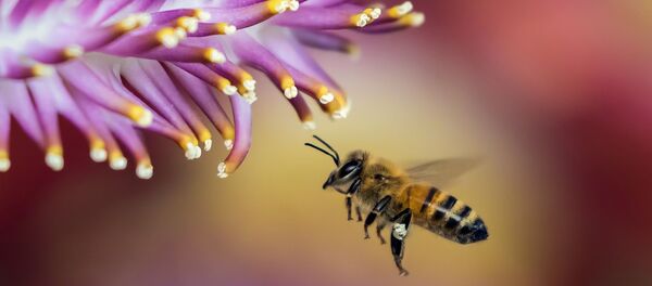 Пчелка - Sputnik Молдова