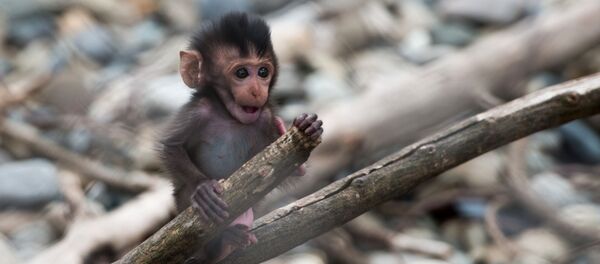 Научно-исследовательский институт медицинской приматологии - Sputnik Молдова