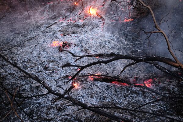 Горящие ветки во время пожара в лесах Амазонии  - Sputnik Moldova-România