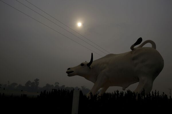 Скульптура быка на фоне смога от природного пожара в лесах Амазонии  - Sputnik Moldova-România