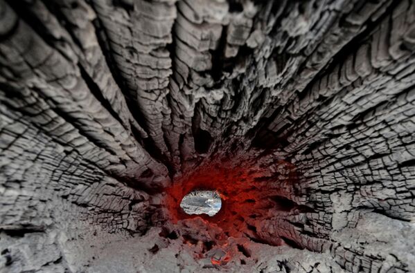 Обугленный ствол дерева пожаров в бразильской Амазонии - Sputnik Moldova-România