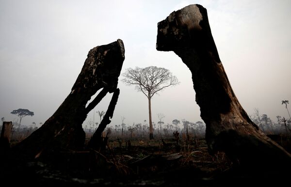 Сгоревшие деревья во время природного пожара в Амазонии  - Sputnik Moldova-România