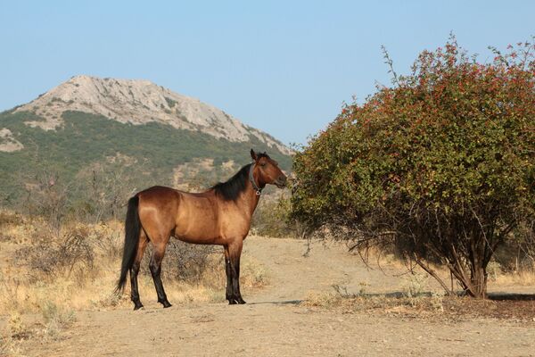 Лошадь пасется в окрестностях горного заповедника Кара-Даг в Крыму - Sputnik Молдова