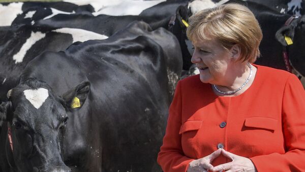 Канцлер Германии Ангела Меркель во время посещения молочной фермы в Ниенборстеле, Германия - Sputnik Moldova