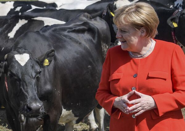 Канцлер Германии Ангела Меркель во время посещения молочной фермы в Ниенборстеле, Германия - Sputnik Молдова