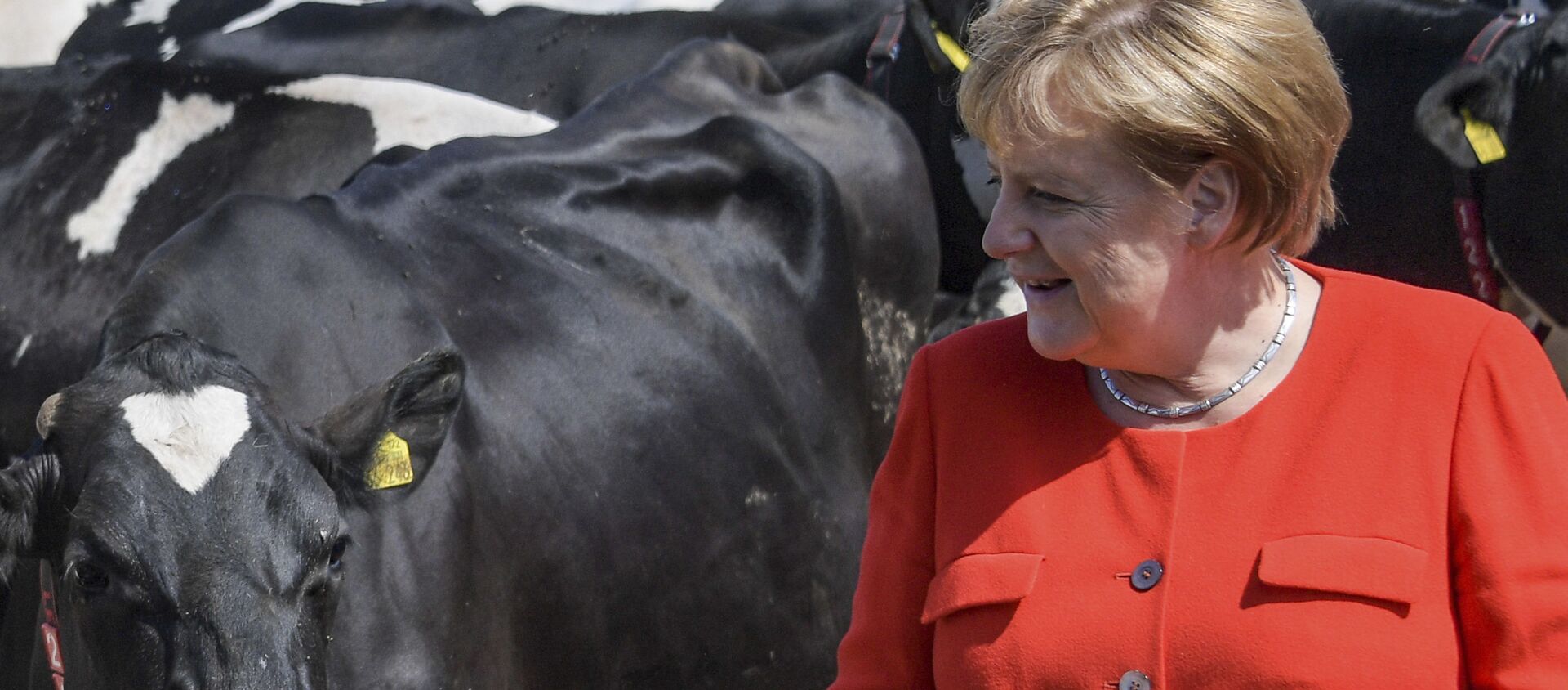 Канцлер Германии Ангела Меркель во время посещения молочной фермы в Ниенборстеле, Германия - Sputnik Moldova, 1920, 06.05.2021